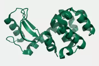 Schematic protein structure