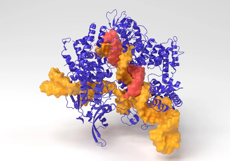 A 3D model of the CRISPR-Cas9 gene editing complex from Streptococcus pyogenes.